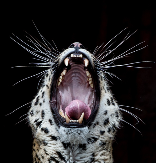 Leopard with head tilted back and mouth wide open, sharp teeth and whiskers against black