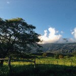 Green meadow with a leafy tree and wooden fence, mountains and white clouds beyond