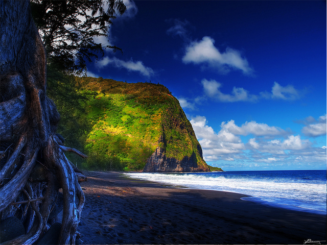 Black sand beach and lush green sea cliff framed by gnarled tree roots under a bright blue sky