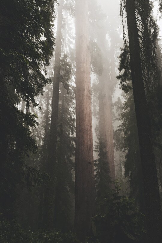 Towering redwood trunks rising into thick white mist in a quiet dense forest